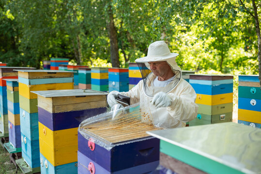 Beekeeper smoking the hive, preparing to inspect the frames. A man in a protective suit and hat uses a smoker and lifts transparent cover of a beehive, against the background of an apiary and trees