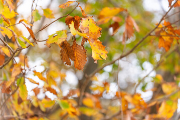 秋と紅葉