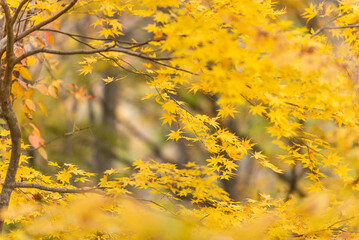 秋と紅葉