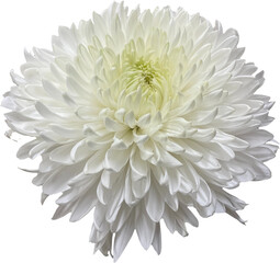 white chrysanthemum isolated png