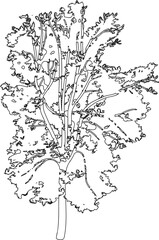 Naklejka premium Coloring page with abstract deciduous tree with big crown for landscape design isolated on white background