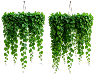 Two hanging baskets of cascading green heart-shaped leaves