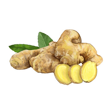 digital Drawn Ginger sketch. Illustration For Food Design.