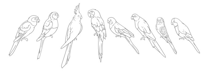 hand drawing parrots vector 