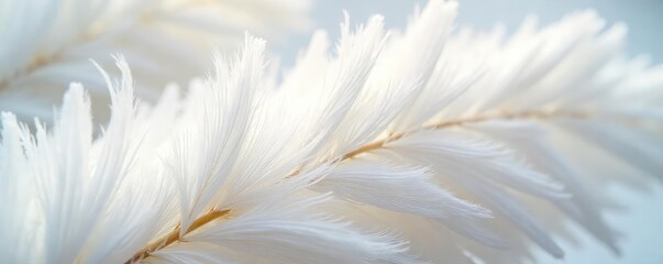 Fototapeta premium Close-up of delicate, feathery white plumes, soft texture, light and airy, ethereal beauty, nature's softness Perfect for backgrounds, textures, or design elements , delicate, downy