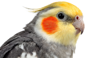 Closeup portrait of a cockatiel bird with yellow crest and orange cheek patches