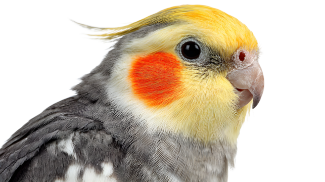 Closeup portrait of a cockatiel bird with yellow crest and orange cheek patches