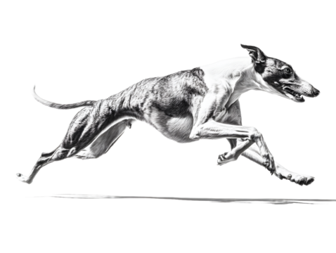 A brindle greyhound dog running at full speed, captured in a dynamic motion shot with a transparent background, showcasing its sleek physique and athletic form