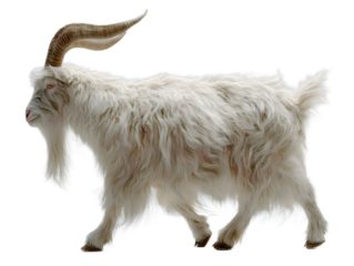 A fluffy white goat with large curved horns walks to the right