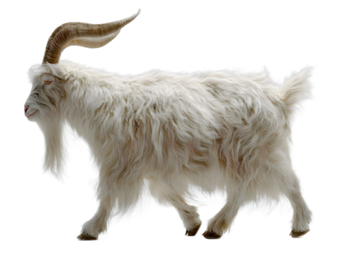 A fluffy white goat with large curved horns walks to the right