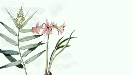 Pale Pink Lily Botanical Illustration with Lush Green Foliage