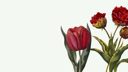 Rich Red Peony Botanical Illustration with Lush Green Leaves