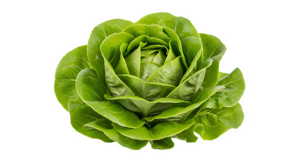 Fresh butter lettuce head vibrant green leaves forming a rosette isolated on a white background for culinary and healthy eating concepts