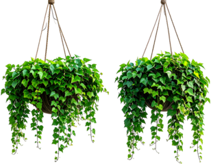 Two hanging baskets full of lush green ivy