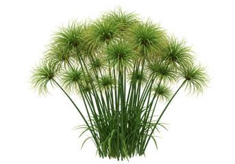 Isolated clump of papyrus plants forming dense bushlike structure in summer daylight scenery