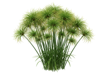 Isolated clump of papyrus plants forming dense bushlike structure in summer daylight scenery
