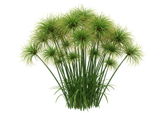 Isolated clump of papyrus plants forming dense bushlike structure in summer daylight scenery