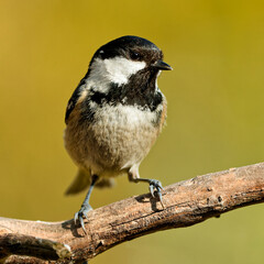 Tannenmeise auf einem Ast im Garten
