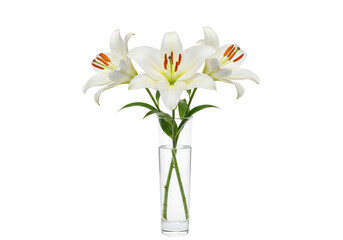 Isolated Lilies in a Glass Vase, Elegant Floral Arrangement for Celebrations or Condolences