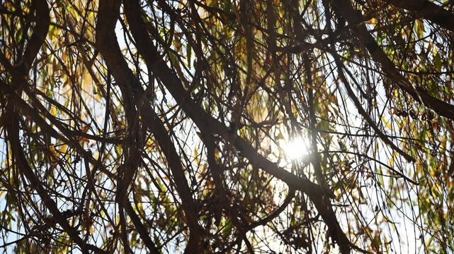 Warm autumn sunlight streaming through bare tree branches in peaceful woodland atmosphere. Golden sun rays shining through leafless tree canopy on a calm fall afternoon. 4K.