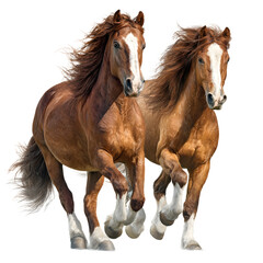 Obraz premium Two beautiful brown horses with flowing manes running together