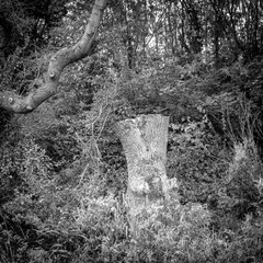 Large mature tree fully pruned to its trunk 