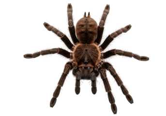 Isolated spider animal with furry brown body and legs, Arthropoda arachnid, arachnophobia horror