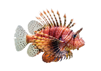 Isolated Red Lionfish, dangerous venomous fish with striking warning coloration and spines