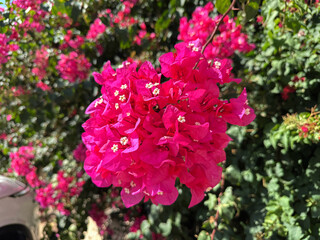 Fototapeta premium Tropical bougainvillea plant with vivid pink flowers