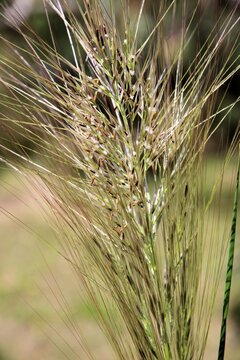 Soft Spear-grass (Austrostipa mollis) in seed, South Australia