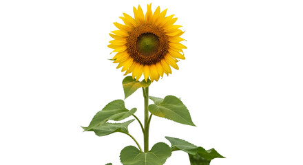 Fototapeta premium Single Sunflower Plant Isolated yellow bloom