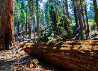 Fallen Giant Sequoia Tree on the Washington Tree Trail, Sequoia National Park, California, USA
