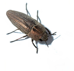 Metallic brown click beetle, Elateridae,  insect macro isolated on white background