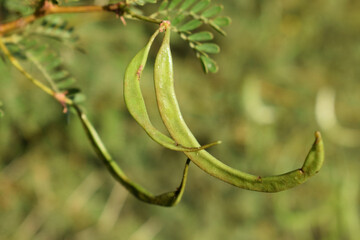 green seed pods hanging from a branch with small compound leaves, photographed in natural daylight against a blurred background. The image highlights plant growth and seed development