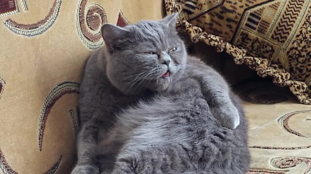 Grey British Shorthair cat licking its fur while relaxing on a couch. Close-up of a large grey British cat lying on a soft patterned sofa, diligently licking its thick coat with its paw and tongue