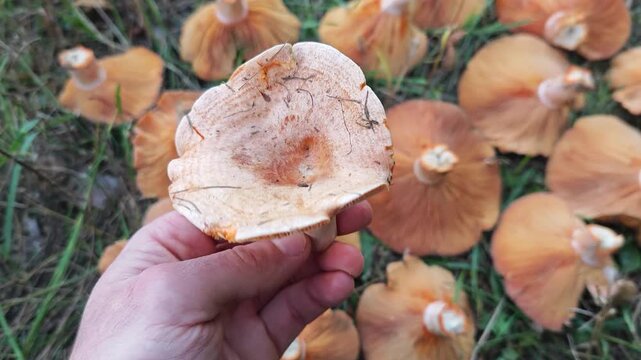 Man's hand holding a saffron milk cap mushroom. Close-up of a man's hand displaying the cap and stem of a bright orange saffron milk cap mushroom, with a rich autumn harvest lying nearby on the grass