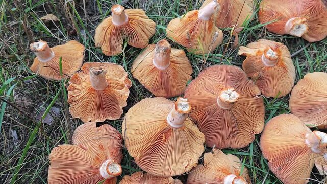 Man's hand displays a saffron milk cap. Close-up where a hand holds a bright orange saffron milk cap mushroom, showing its gills, while many other collected fungi lie nearby on the green grass