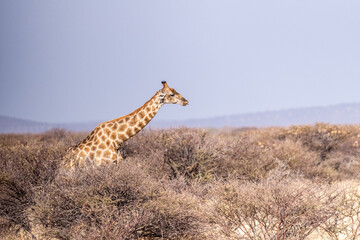 An Angolan Giraffe -Giraffa giraffa angolensis- standing on the plains of Etosha national park, Namibia.