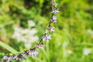 秋の森　アキノタムラソウの紫色の花02