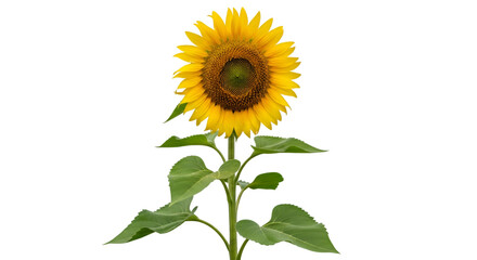 Fototapeta premium Sunflower With Green Leaves Isolated graphic whisk