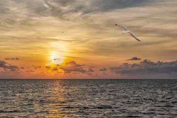 Golden Sunset over Calm Ocean with Seagulls in Flight