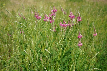 Pink flowers of sainfoin on a natural meadow in summer