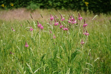 Sainfoin (Onobrychis viciifolia) – flowering meadow plant and valuable bee pasture