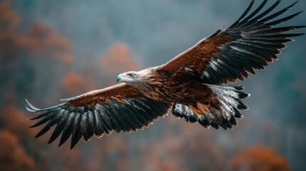 Majestic eagle with outstretched wings soars gracefully over lush forest valley, showcasing its powerful presence and keen gaze. background features autumnal hues