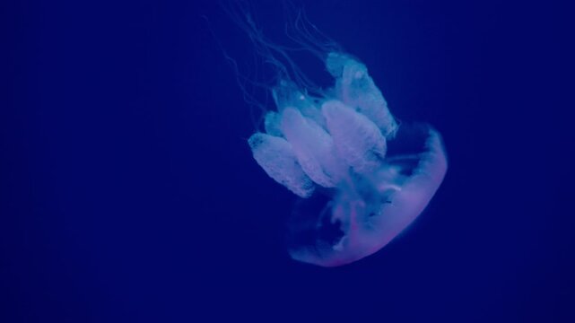 Aurelia aurita jellyfish with translucent body and visible horseshoe-shaped gonads