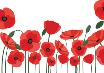 poppy flowers vector illustration