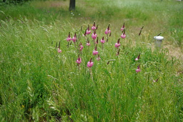 minimalist image of Sainfoin (Onobrychis viciifolia) plant