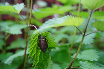 Cockchafer (Melolontha melolontha) – close-up of a summer beetle