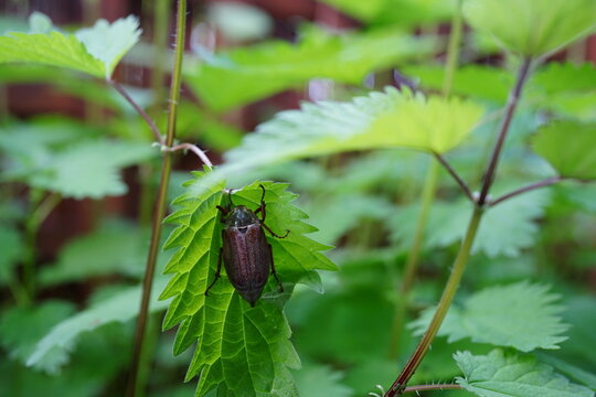 Cockchafer (Melolontha melolontha) &ndash; close-up of a summer beetle