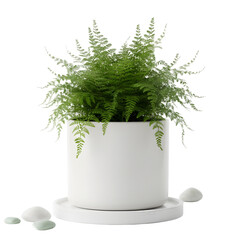 Potted Asparagus Fern Plant In A White Ceramic Pot With Smooth Stones On A Saucer